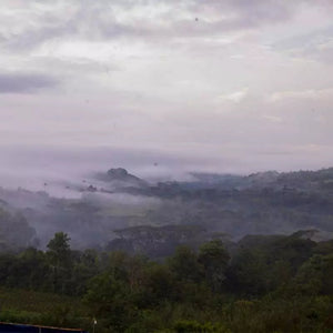 TERRES DE CAFÉ Coffee Beans Yeti Village Moka Organic 250G