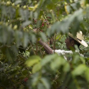 TERRES DE CAFÉ Coffee Organic Capsules Honduras Lenca x10