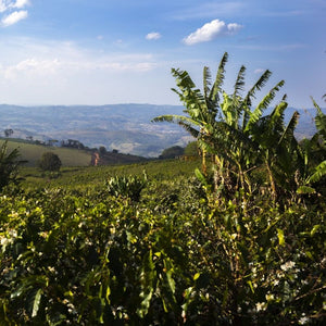 TERRES DE CAFÉ Coffee Beans Fazendas 250g