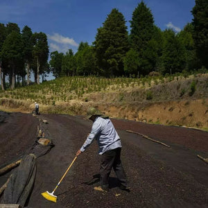TERRES DE CAFÉ Coffee Beans Volcan Azul Volcancito 250g
